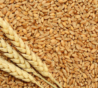 Wheat-Whole 1Kg – 50kg